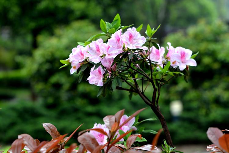 杜鹃花图片花卉鲜花花朵杜鹃花映山红山石榴山踯躅