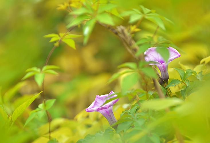 唯美牵牛花图片花卉野花牵牛花