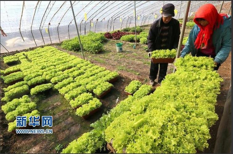 据悉,"盆栽蔬菜"是采用基质无土栽培技术培育,成