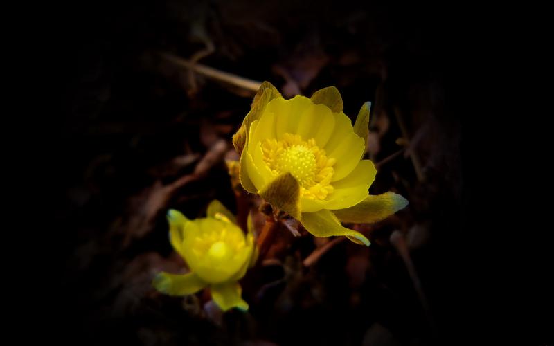 冰凌花图片花卉鲜花花朵冰凌花福寿草顶冰花福寿花元日草早春花冰凉花