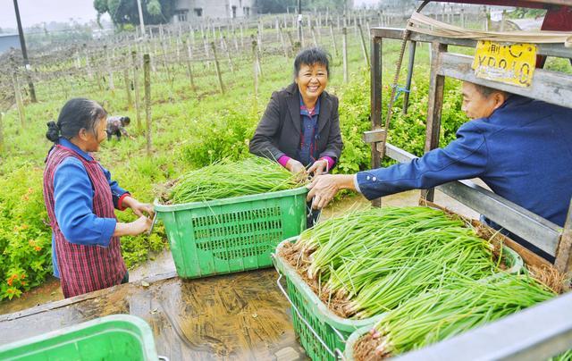 这是自铜梁科技小院低碳蔬菜培育成熟以来,第一次线上化销售