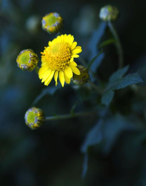 花朵,菊花,植物,野菊花,植物花卉野菊花图片 花朵,菊花,植物,野菊花