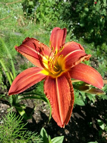 花朵,萱草花,萱草,黄花菜,金针菜,鹿葱,川草花,忘郁,丹棘,植物花卉