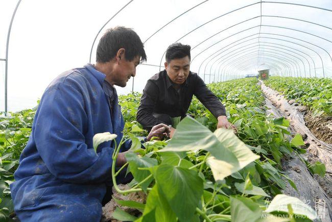 该社区引进国内技术领先的蜜薯苗在高标准大棚培育,替换传统大棚蔬菜