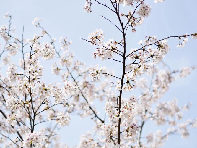 春日樱花图片花卉鲜花花朵樱花