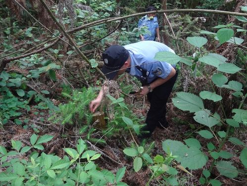 歙县重大盗伐林木系列案件一审宣判