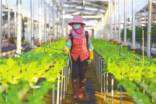 我省代表委员积极建言 菜篮子 保供稳价