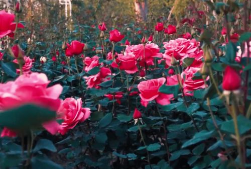 花海漫无边,芳香飘逸远 花卉产业园在等你