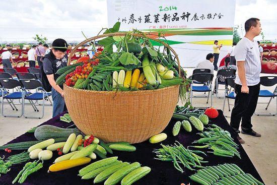 农民朋友反映较好的蔬菜良种以及新培育的高产优质的蔬菜新品种