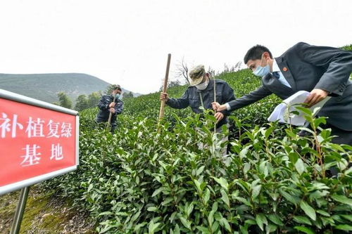 滥伐林木被判3年 他在长兴和平山里补植100多棵树