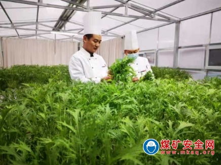 唐口煤业 第一批无土栽培有机蔬菜开始采摘