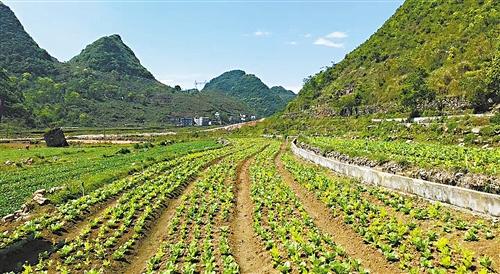 新技术,培育新市场,把一块块小田埂变成了供港蔬菜大基地,探索出了一