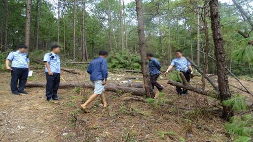 丽江警方破获近年来特大滥伐林木系列案,涉案9人均被判处有期徒刑以上刑法...