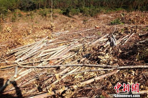 云南景谷破获一起特大滥伐林木案 20亩桉树遭砍伐