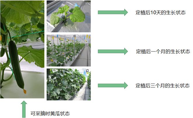 南京国家农创中心:科技赋能现代农业 神奇的“植物工厂”让种菜变简单