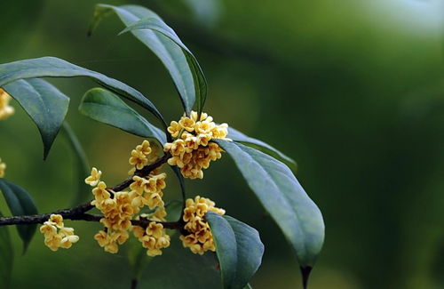 福建精品大桂花的种类可以从花颜色简单分辨