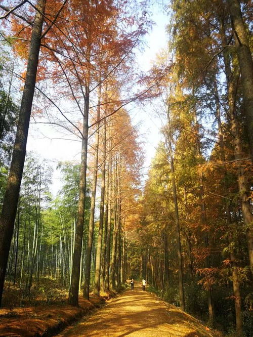 打卡这个秋天最不能错过的秋景,有人一大早就从诸暨赶来