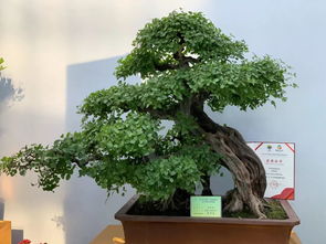 2019中国 东盟博览会林木展盛大开幕 3天免票 火爆全城