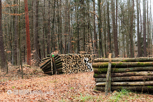 林木秋天森的材伐新剪的树堆积起来秋天的风景