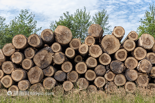 林木工人砍伐的森林中一大批树干林木工人砍伐的树干
