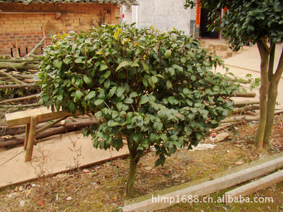 大量供应造型优美绿化工程小乔木海石榴茶花_经济林木_农林牧渔行业_产品_中国特产网
