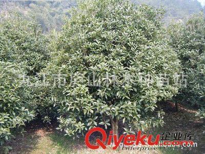 供应桂花树 绿化苗木 园林植物 乔木 绿化树苗图片|供应桂花树 绿化苗木 园林植物 乔木 绿化树苗产品图片由九江市庐山林木种苗站公司生产提供-