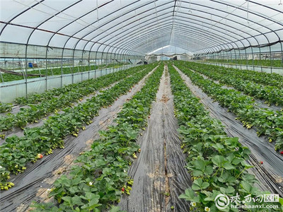 汉台区多措并举助力农产品稳产保供