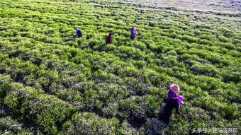 驿城区胡庙乡 盛景林木种植 玫瑰花开别样红