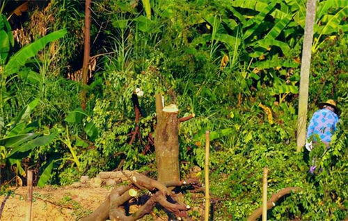 山东一农民,砍掉自己种的700棵杨树,被判刑2年罚款一万元