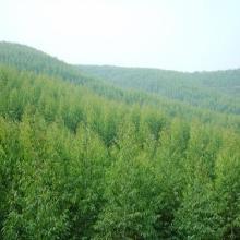 【山东桉树种植公司】-