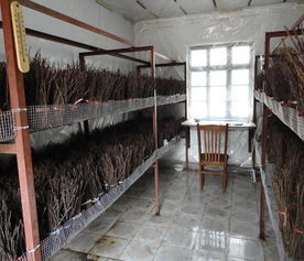 亿鸣金蝉成活率高 知了猴养殖技术