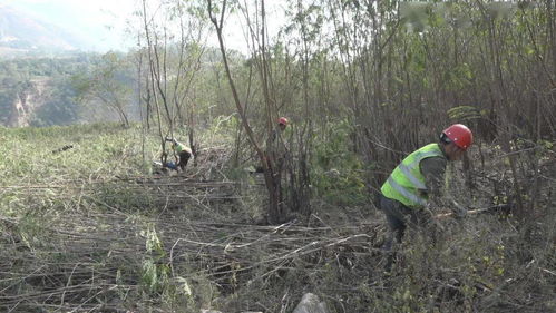 决胜白鹤滩 服务乌东德 白鹤滩水电站库底林木清理工作纪实