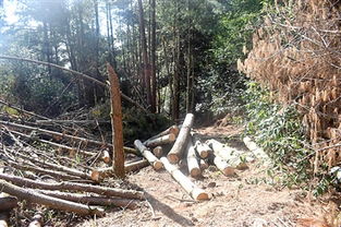 作案25起 9名森林 硕鼠 终落网 森林公安在行动