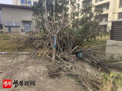 徐州 还未交付的新小区里 数百棵林木被莫名推倒 警方已介入调查