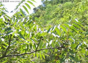 哪里可以买到五眼果种子