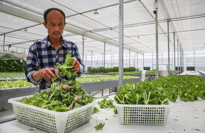 高温“烤”验,南京菜农有“凉”策