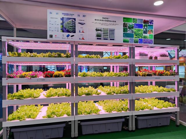 离开土壤也能培育蔬菜鲜花走进植物工厂解锁现代农业种植新技术