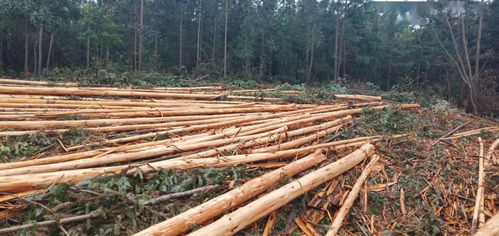 宁乡陈某 喻某等私伐林木256株,被判拘役两个月