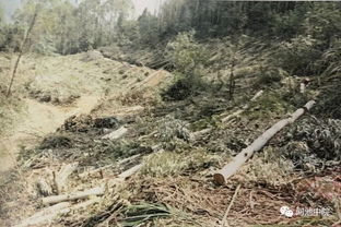 罗城有人未办林木采伐许可证,砍伐自家杉树林,挨判刑