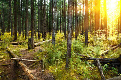 光影松林照片-正版商用图片1l464k-摄图新视界