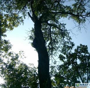 榉木 苗木 树木 林木 绿化乔木_农副产品_世界工厂网中国产品信息库