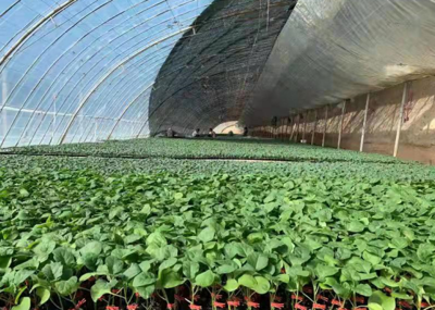 白银靖远:发展蔬菜产业 助力乡村振兴