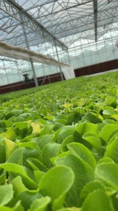 实拍科技培育蔬菜_3840X2160_高清视频素材下载(编号:6345529)_实拍视频