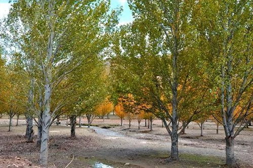 北朝林木的作用这么大,不光可以建房,竟然还可以用来美容