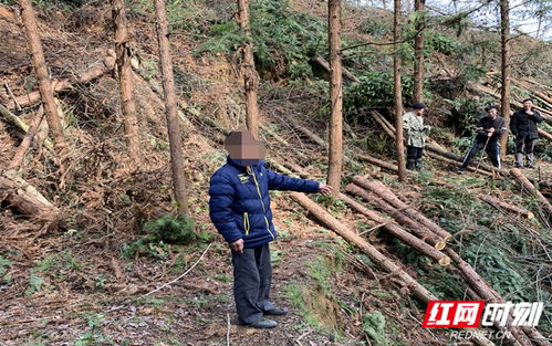 新邵 严惩盗伐林木 守护青山绿水