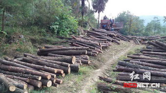 深山传来锯木声 隆回森林公安循声抓获滥伐林木嫌疑人