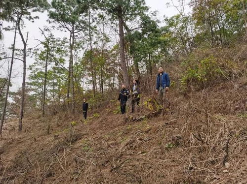 办好民生 小案 彰显司法温情 乐业县检察院依法办理两起滥伐林木案助力乡村产业发展