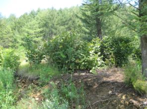 岫岩满族自治县红旗乡红大岭村东沟山3林班8 1小班的林木价值司法拍卖公告