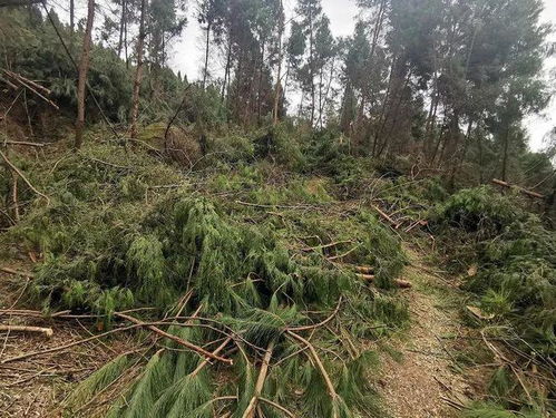 江油破获一起重大滥伐林木案 2名嫌疑人落网
