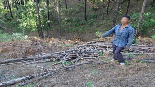 丽江警方破获近年来特大滥伐林木系列案,涉案9人均被判处有期徒刑以上刑法...